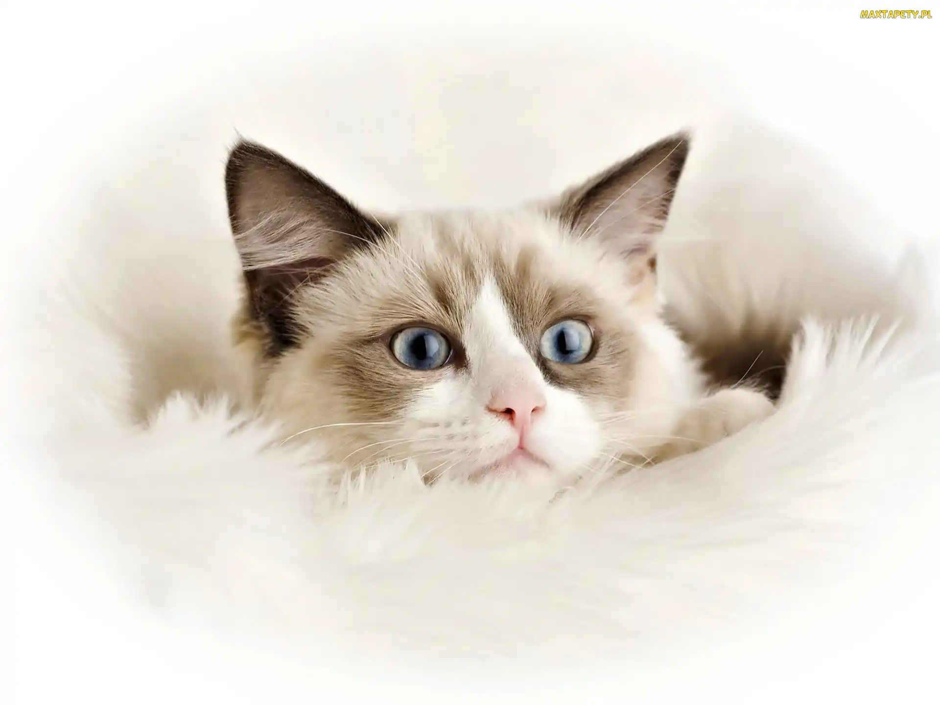 Zbliżenie, Ragdoll, Kot, Rasy