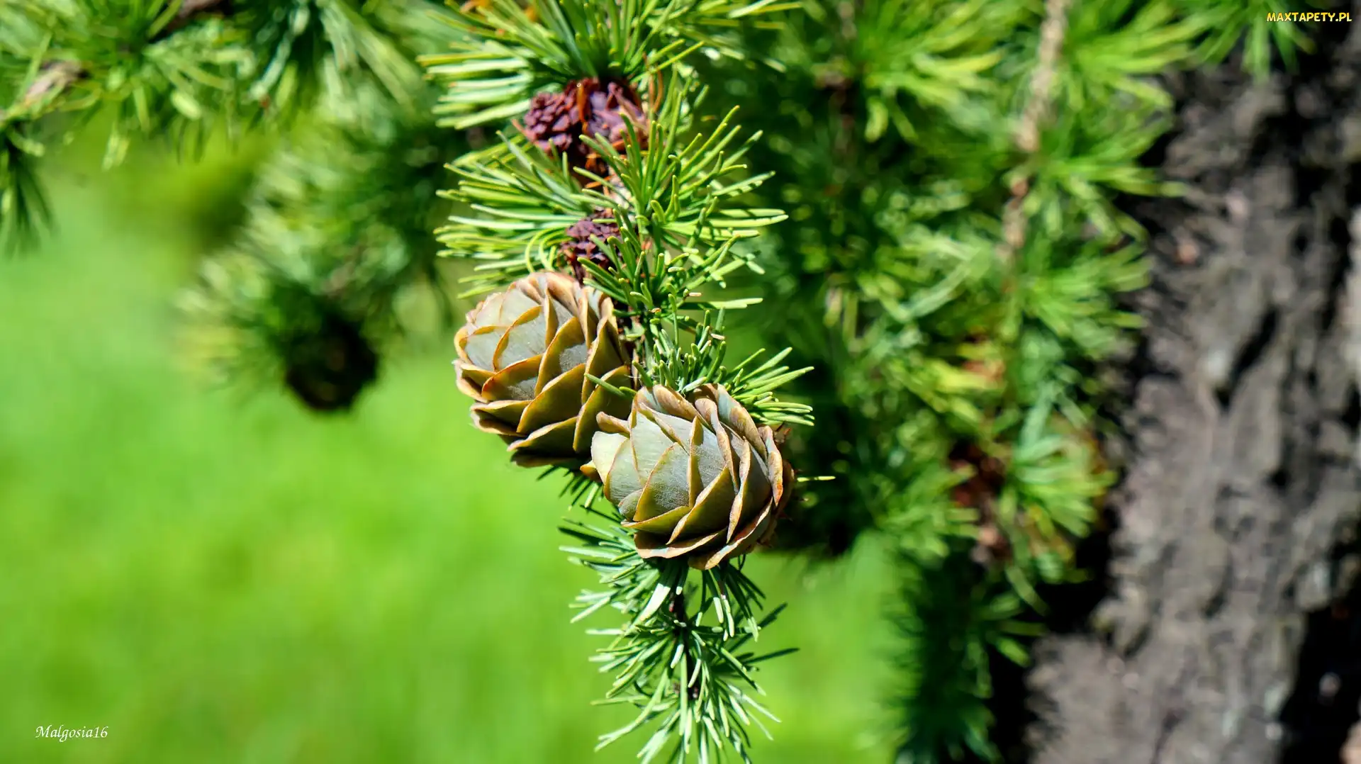 Iglak, Modrzew, Młode, Szyszki, Gałązka