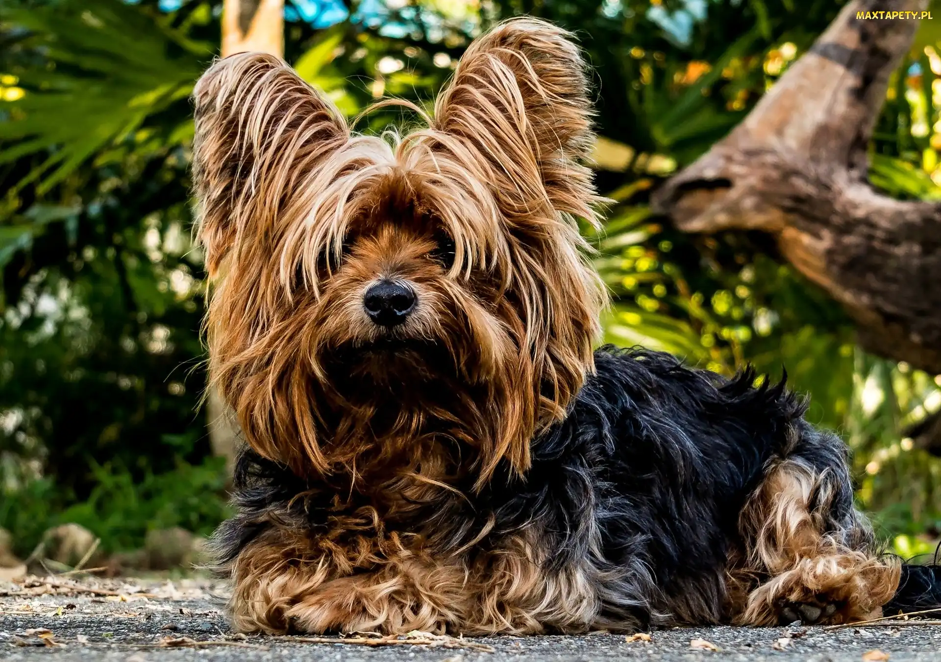 Pies, Terrier, Yorkshire