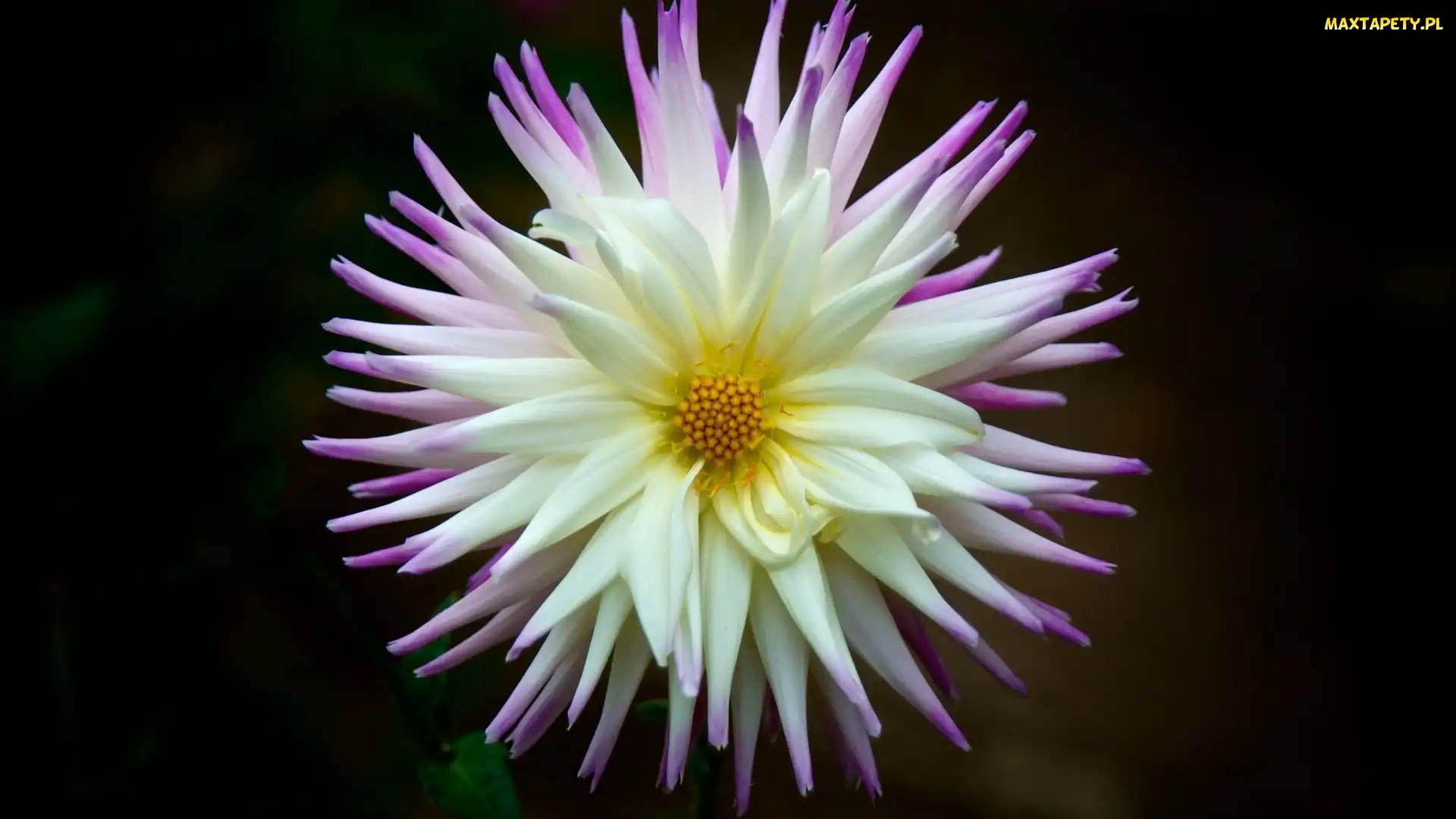 Dalia, Kwiat