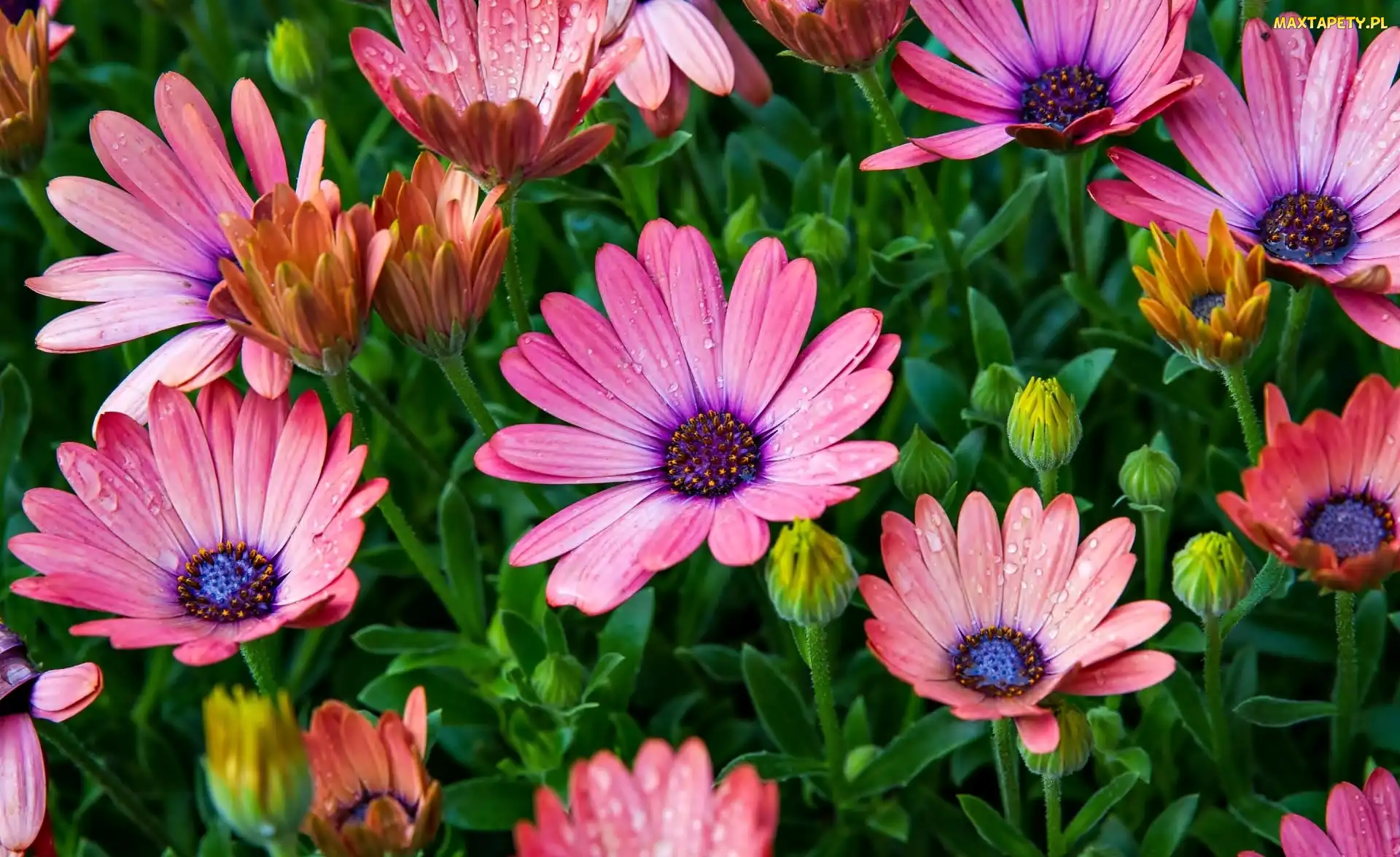 Afrykańska, Stokrotka, Kwiaty, Krople, Pąki, Kolorowe, Osteospermum