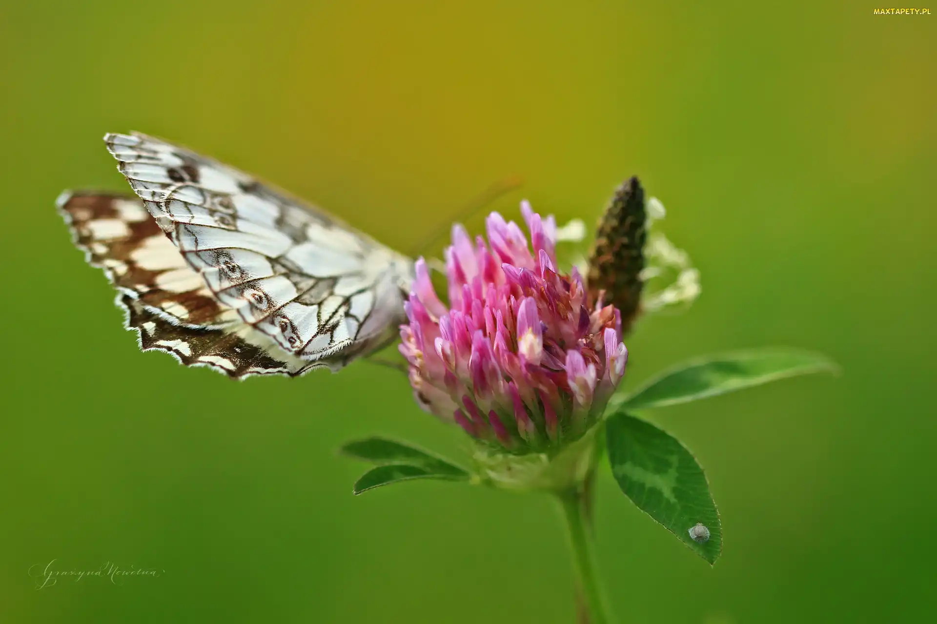 Motyl, Różowa, Koniczyna, Polowiec Szachownica