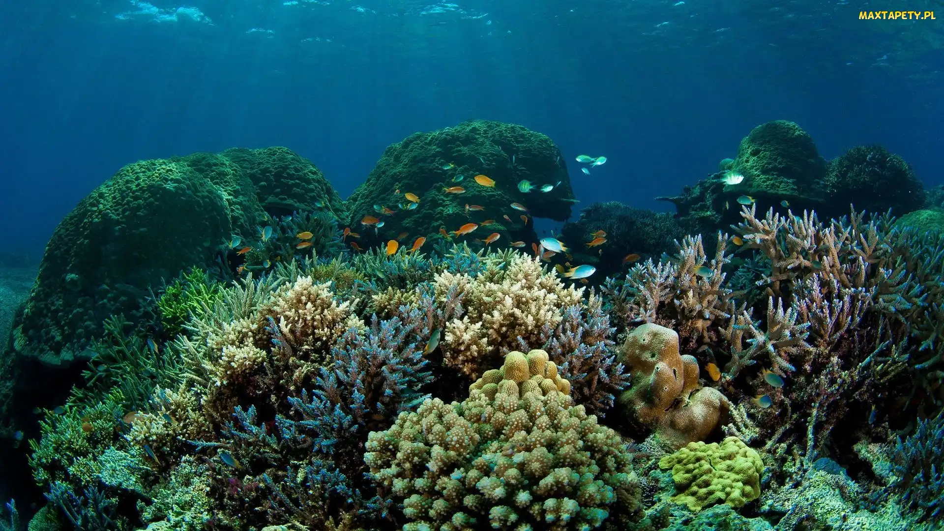 Ocean, Rafa Koralowa, Ryby
