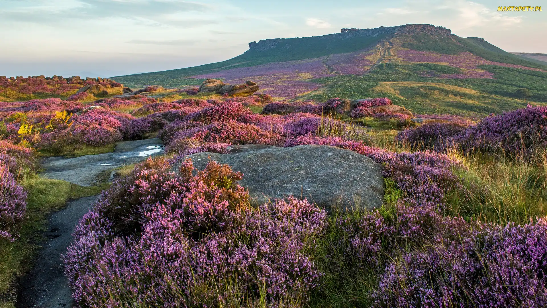 Wrzosowisko, Wrzosy, Park Narodowy Peak District, Anglia, Wzgórza, Skały