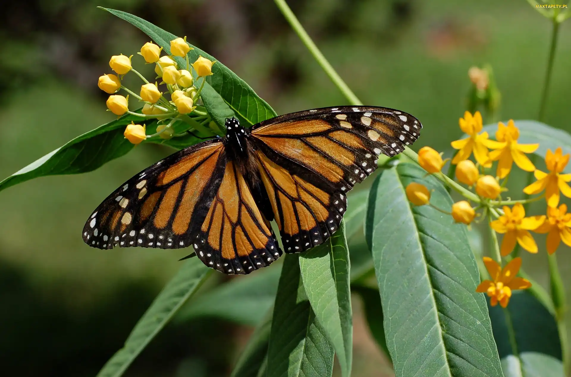 Kwiaty, Liście, Motyl, Monarch