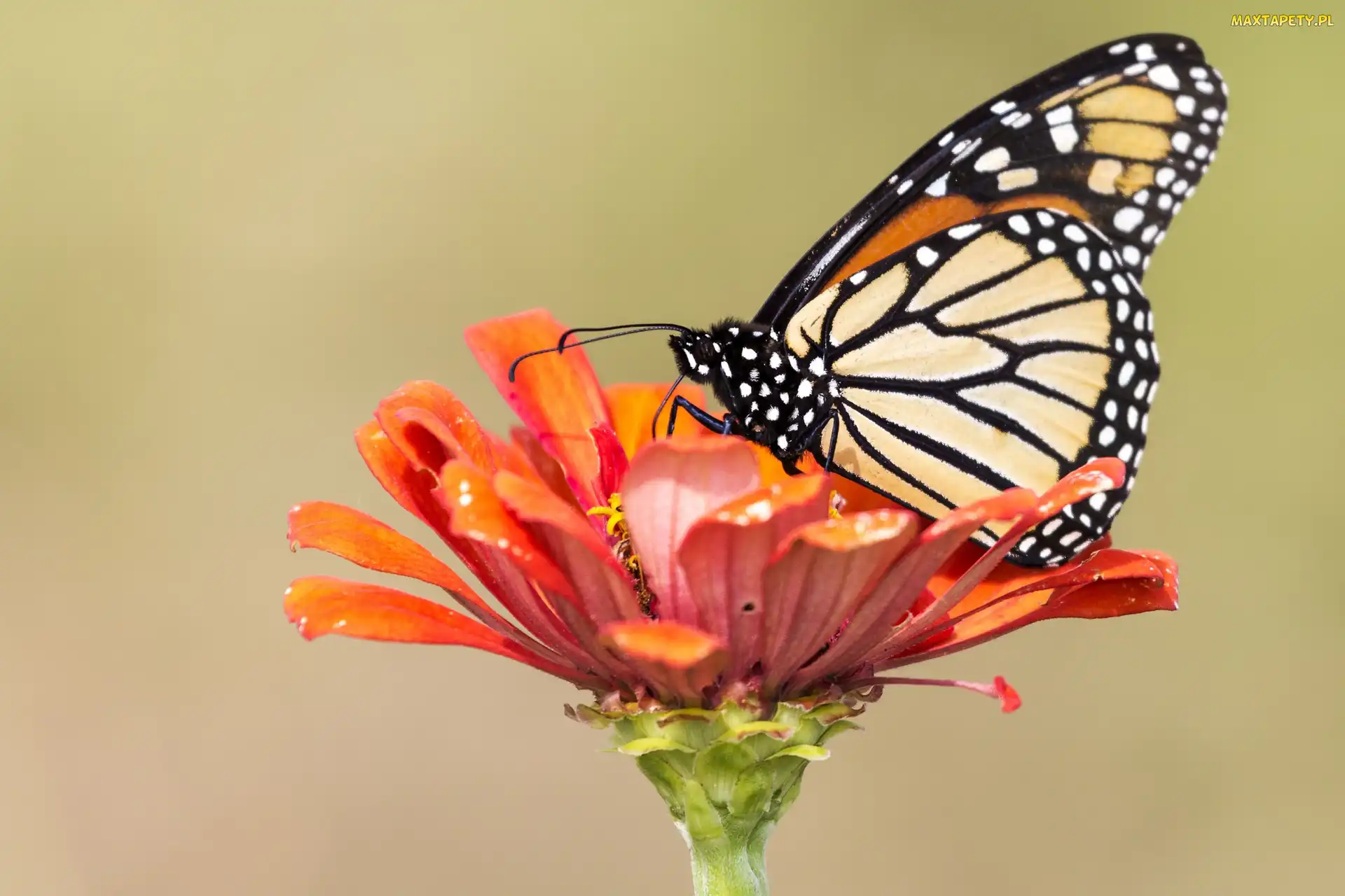 Monarch, Kwiat, Motyl