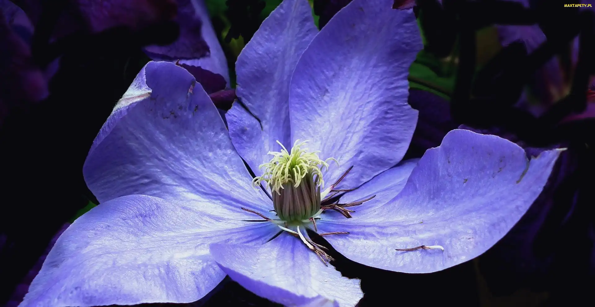 Kwiat, Clematis, Przyroda