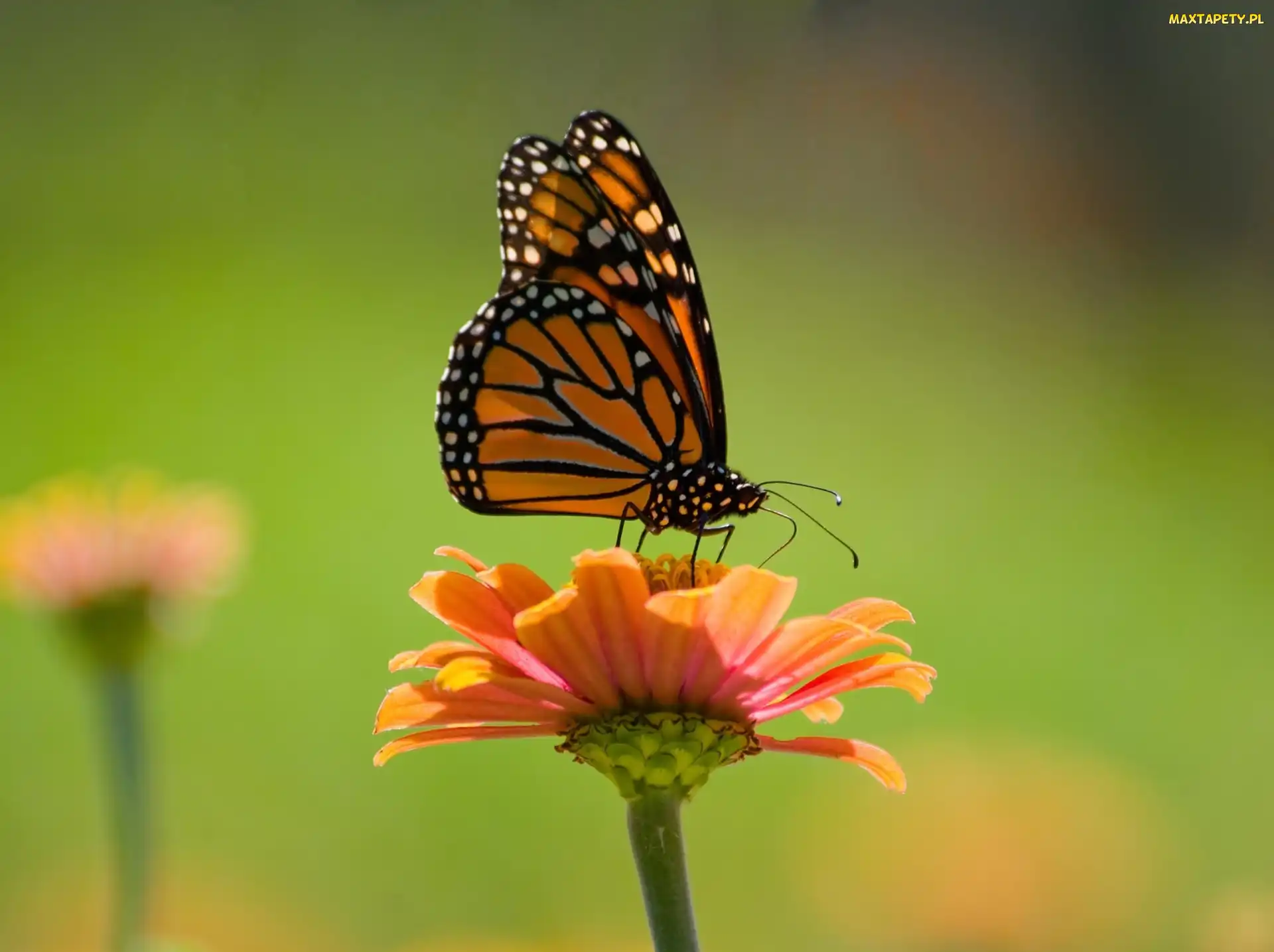 Monarch, Kwiat, Motyl