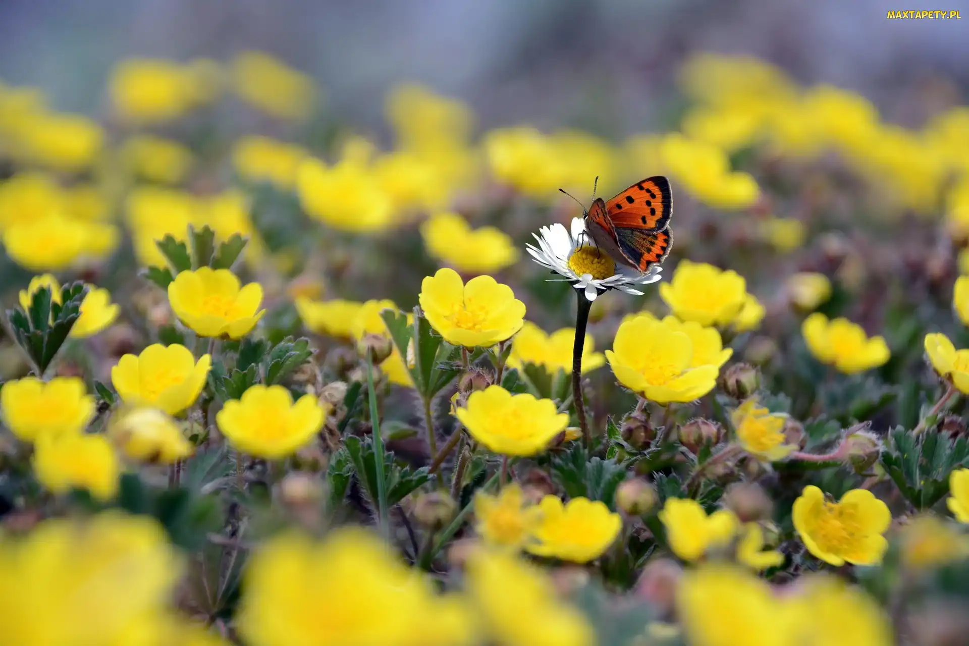 Motyl, Kwiaty