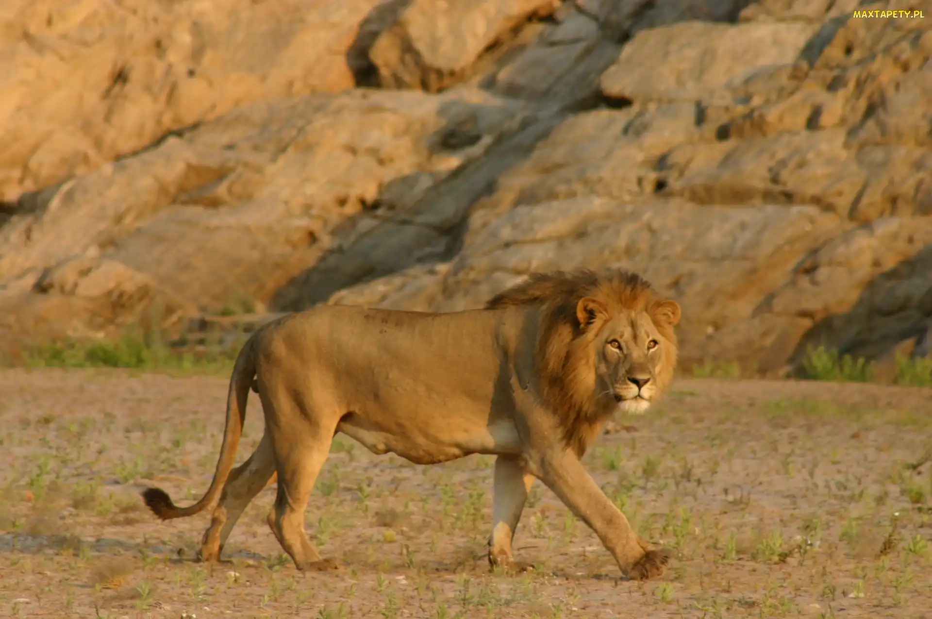 Lew, Namib, Grzywa, Pustynny