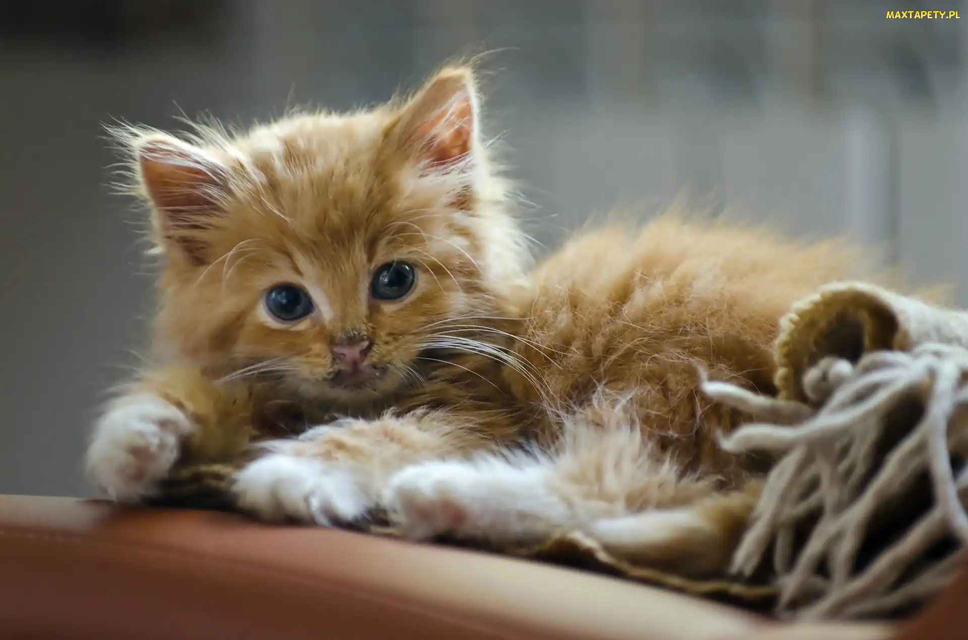 Mały, Maine coon, Kotek, Słodki