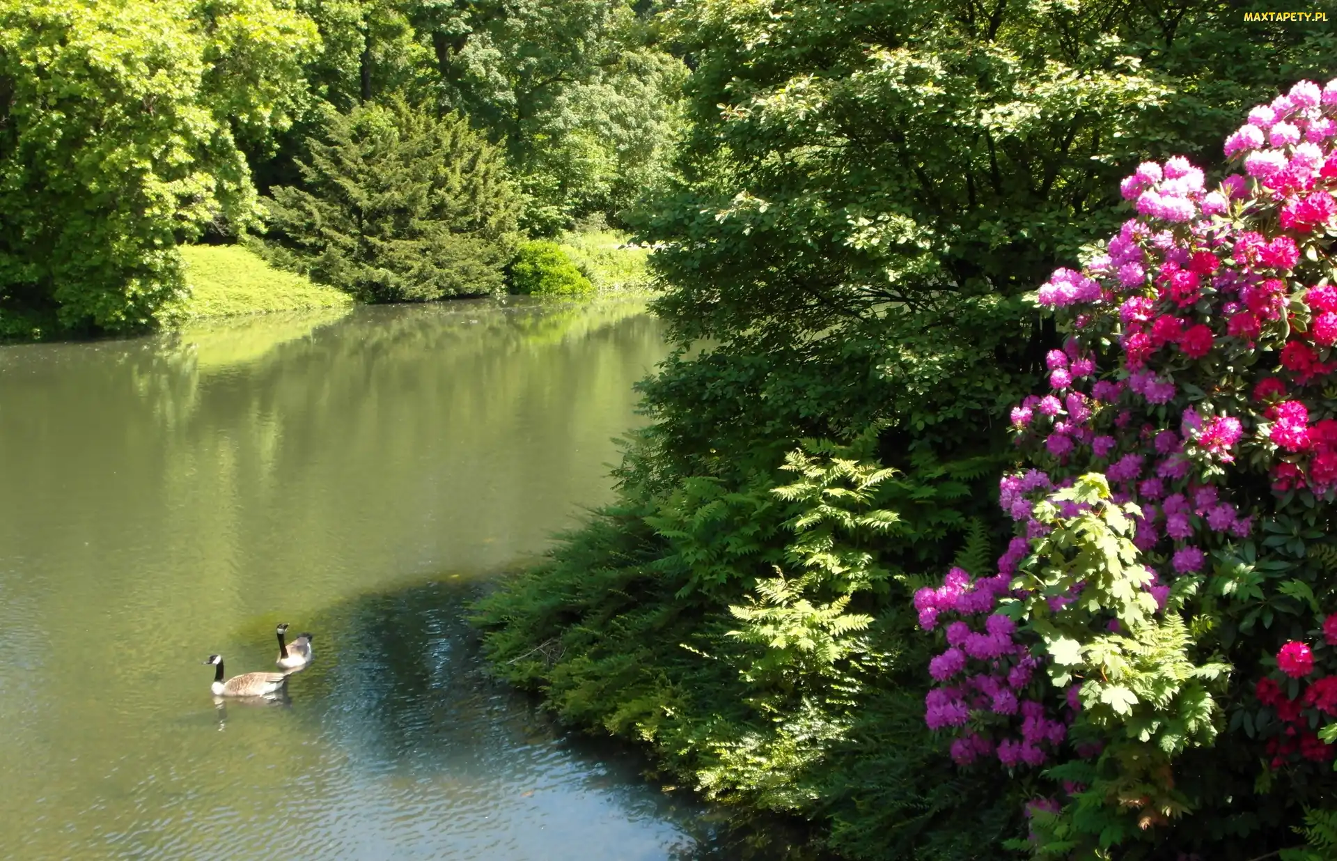 Rododendron, Krzewy, Essen, Niemcy, Kaczki, Grugapark, Staw