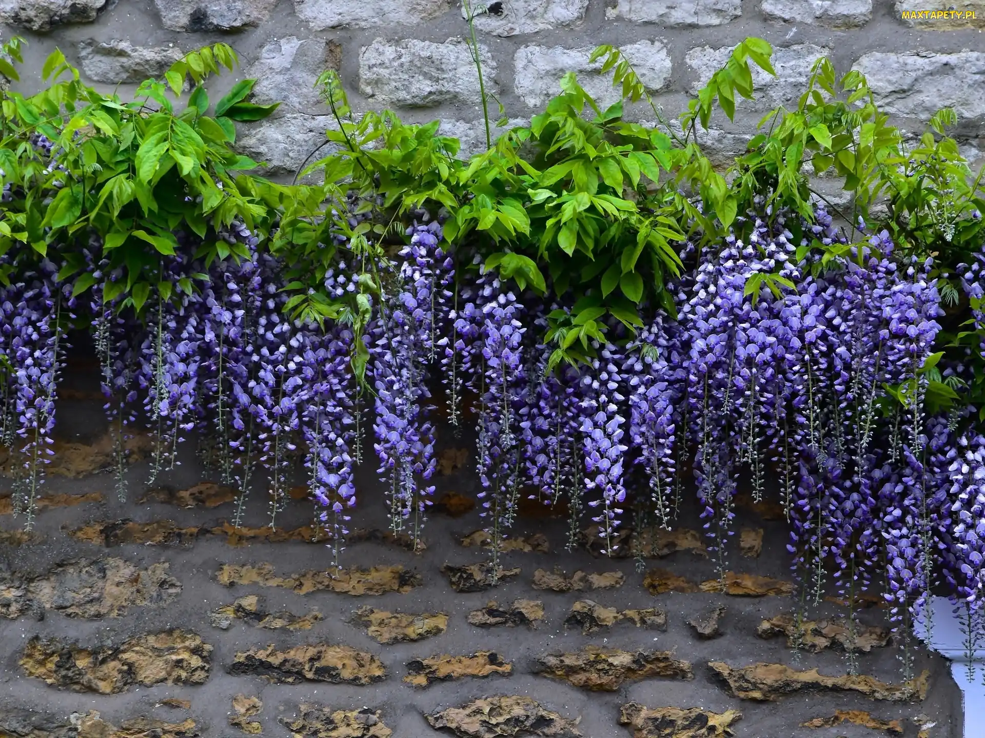 Mur, Liście, Wisteria, Kwiaty
