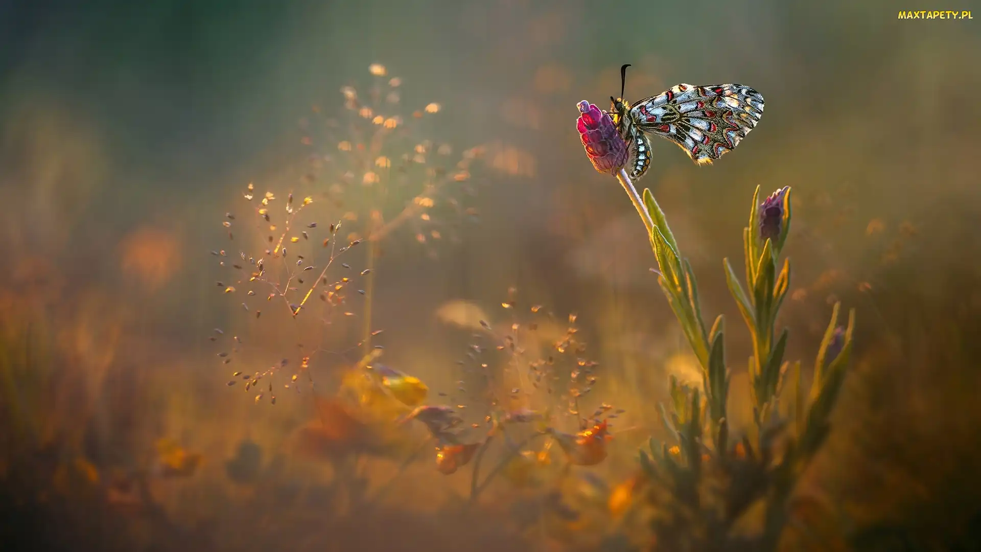 Światło, Roślinki, Motyl, Kwiat