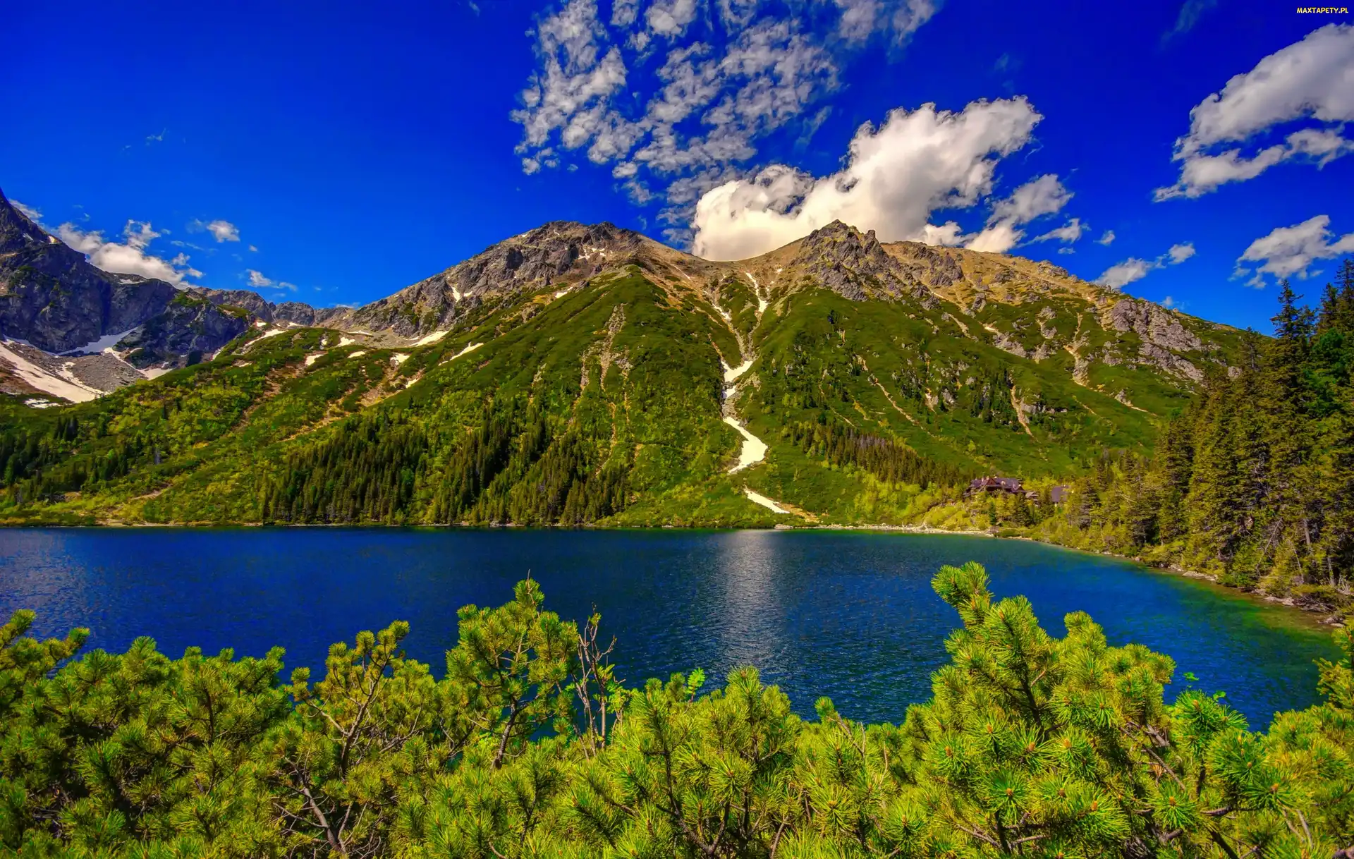 Tatry, Na, Jezioro, Góry, Lasy, Widok