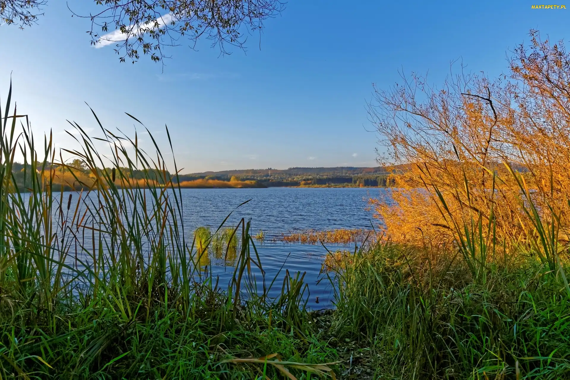 Brzeg, Jesień, Rośliny, Rzeki, Niemcy