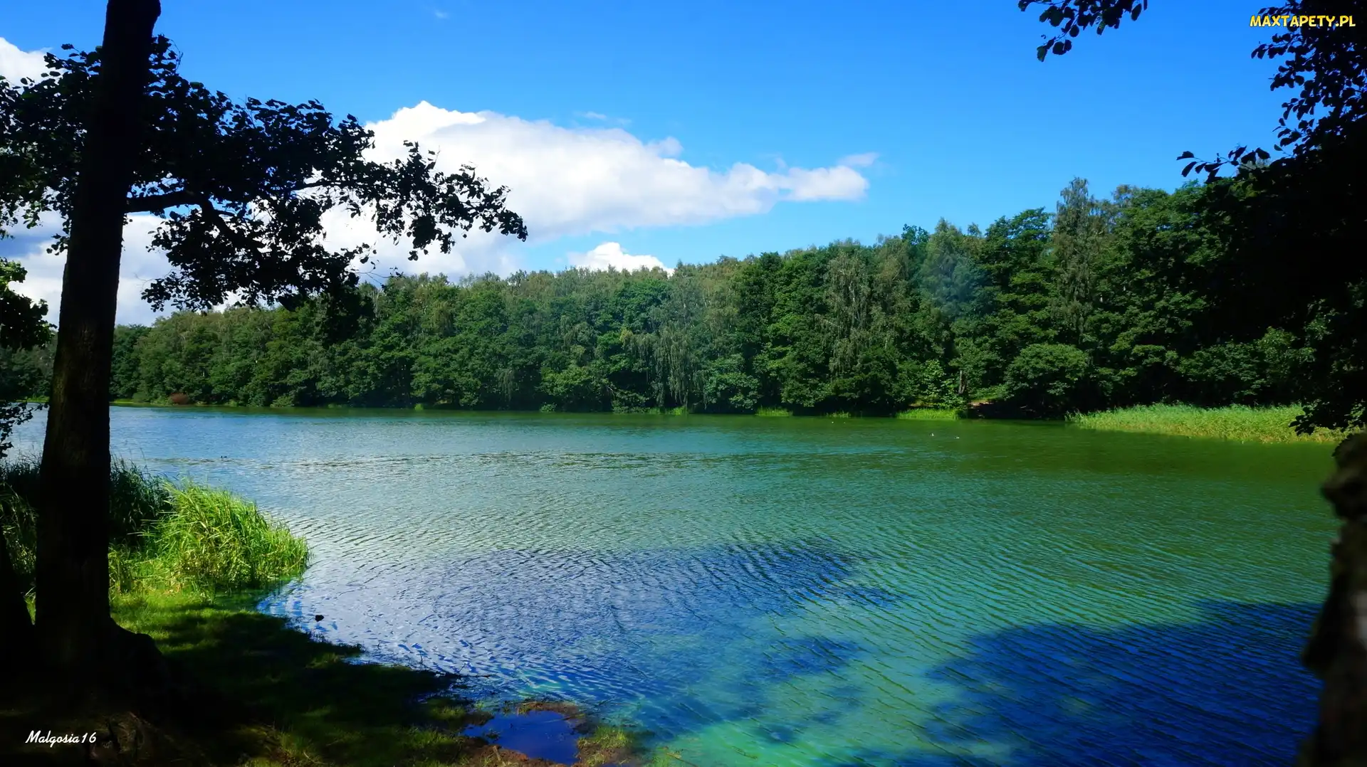 Woda, Drzewa, Jezioro