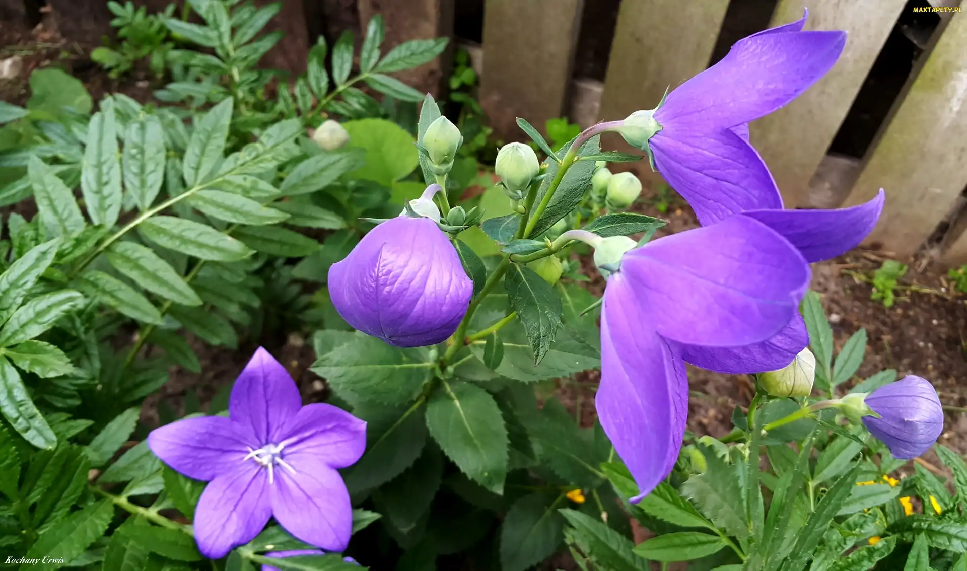Pąki, Płot, Clematis