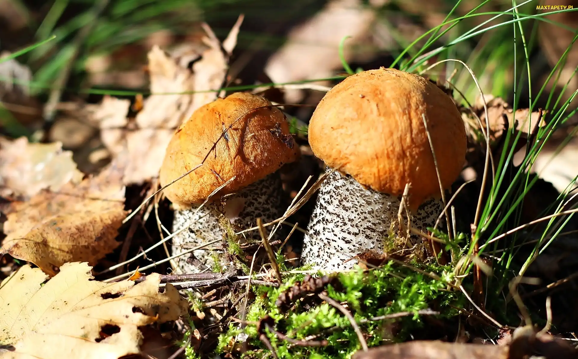 Dwa, Leśna, Kozaki, Ściółka, Grzyby