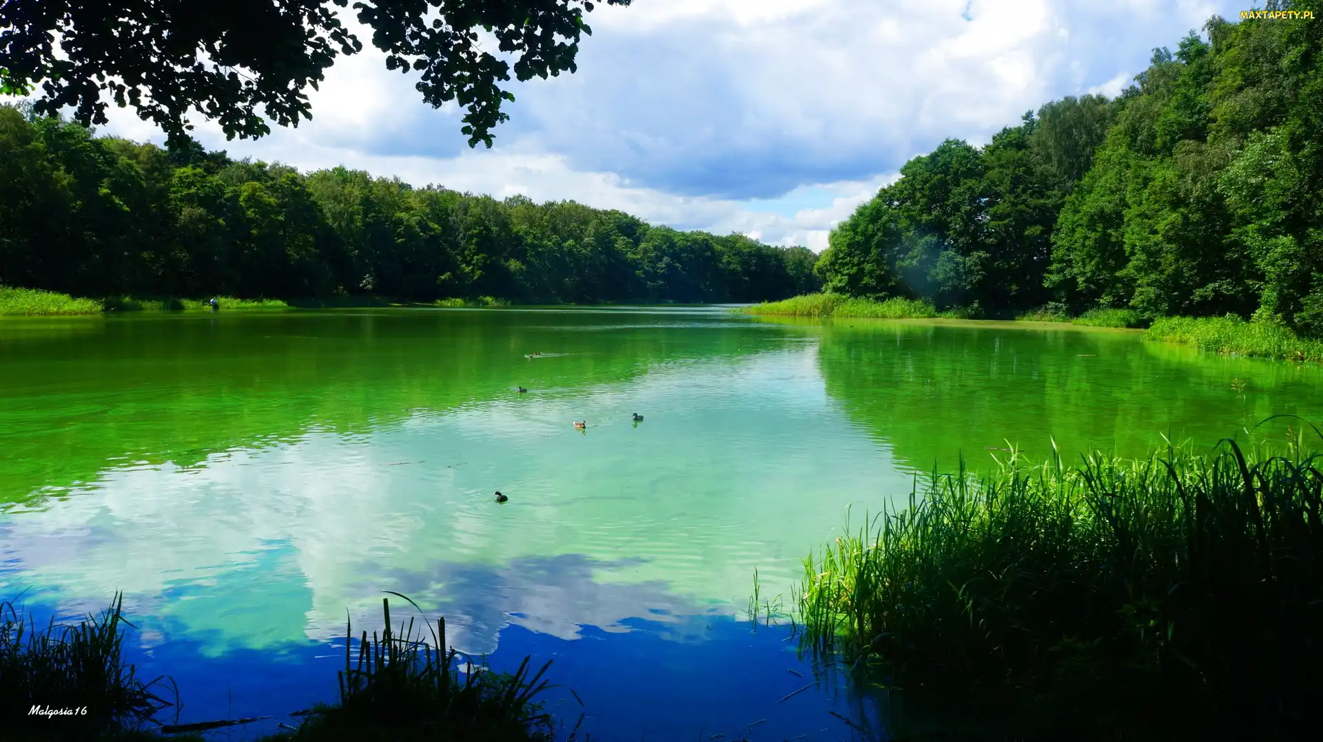 Jezioro, Drzewa, Woda