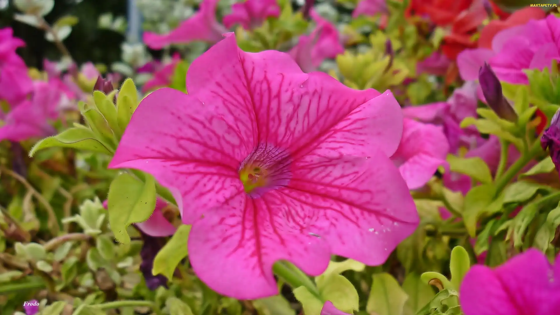 Petunia, Różowa, Kwiat