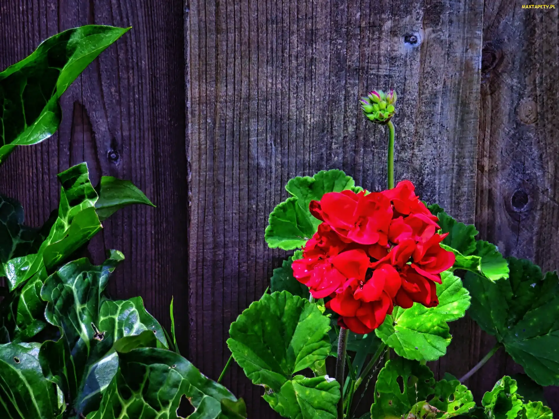 Pelargonie, Płot