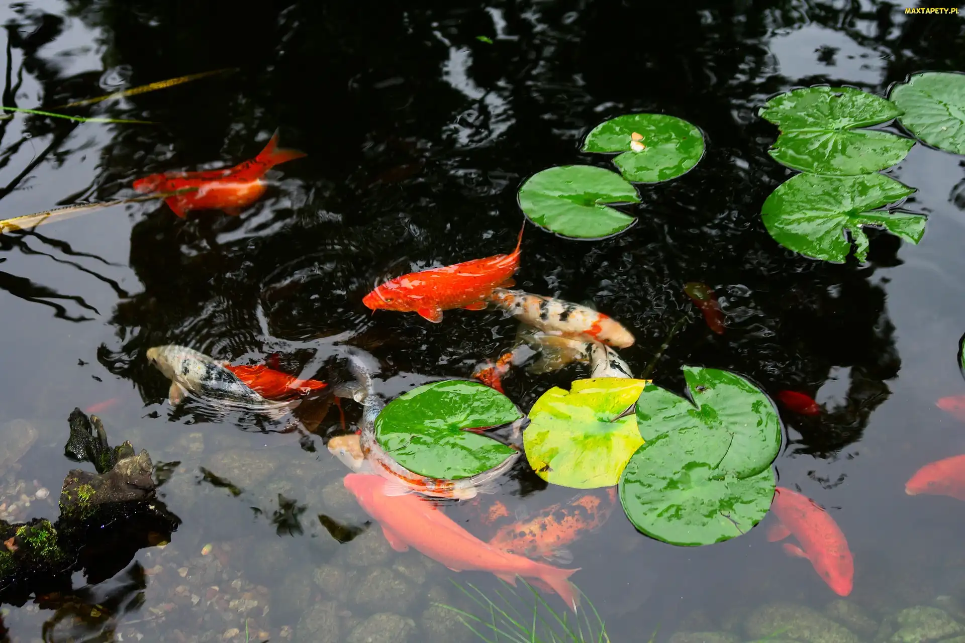 Karpie, Staw, Koi