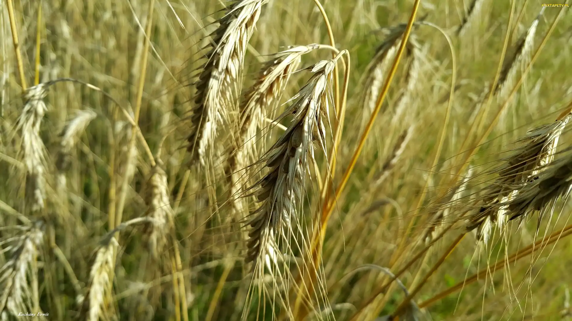 Zboże, Żyto, Kłosy