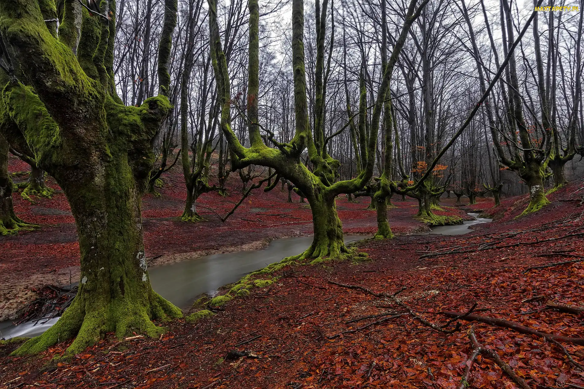 Hiszpania, Rzeczka, Las, Jesień