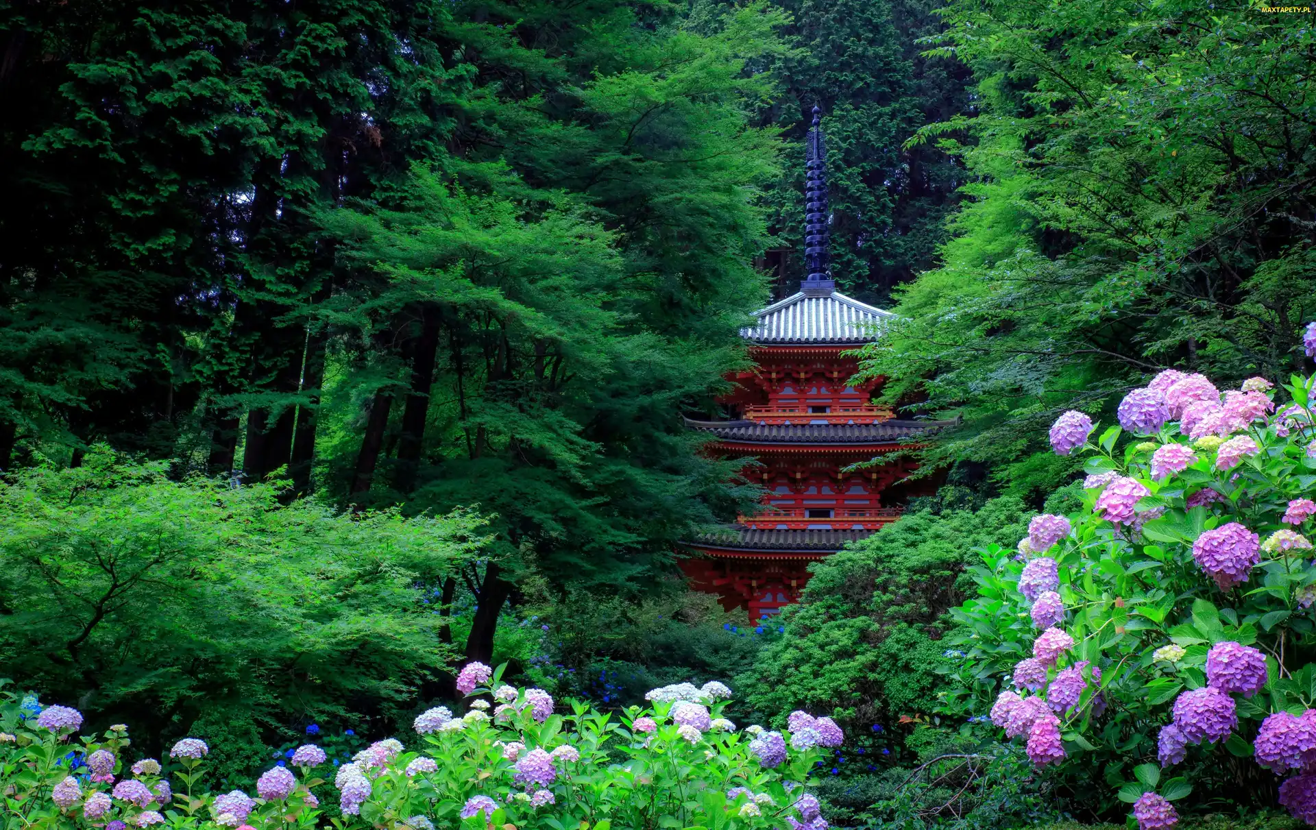 Japonia, Kioto, Pagoda, Ogród, Drzewa, Hortensje