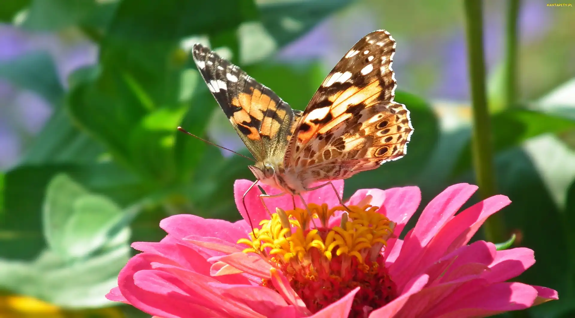 Cynia, Osetnik, Motyl, Rusałka