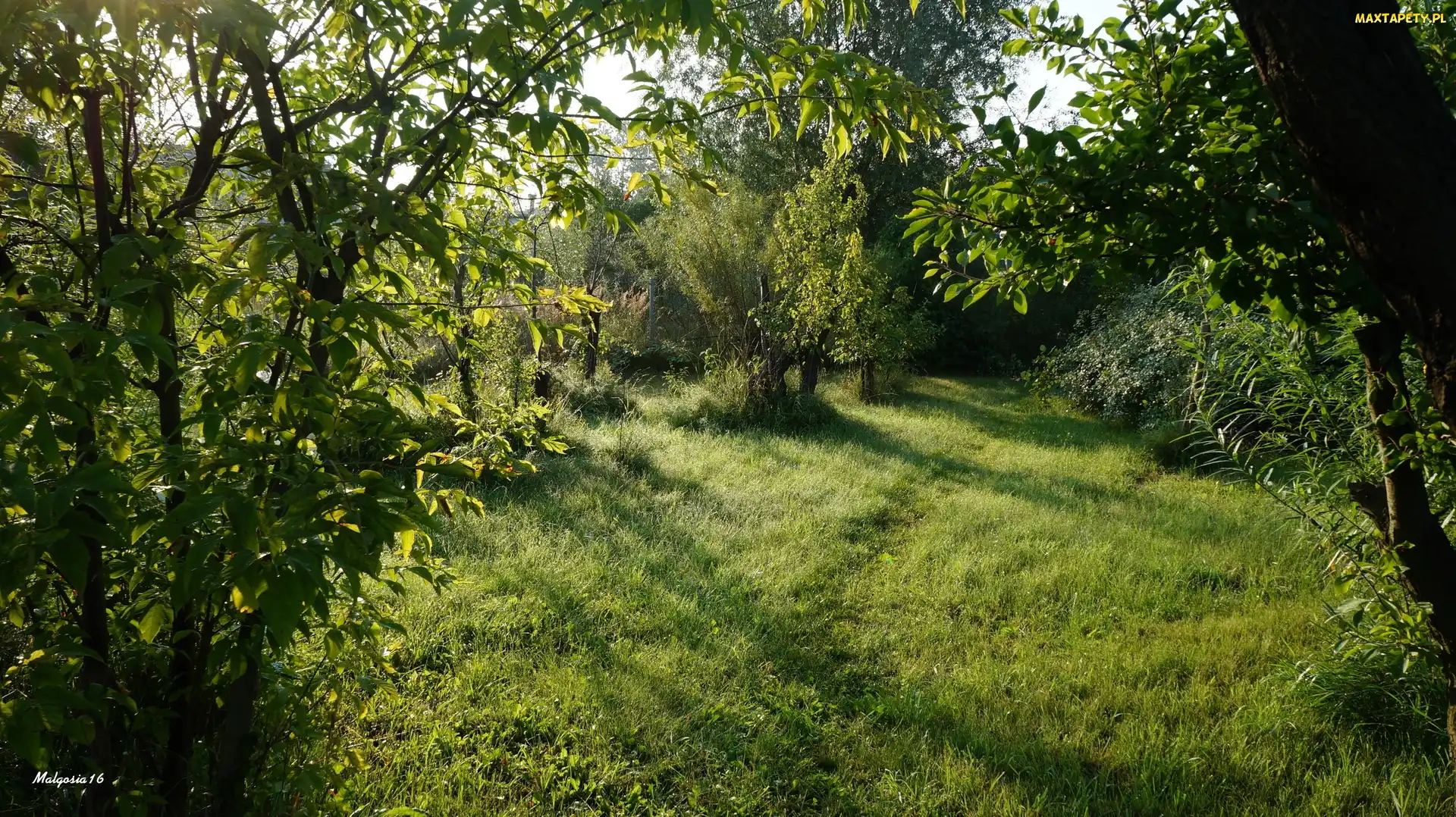 Trawa, Drzewa, Pole