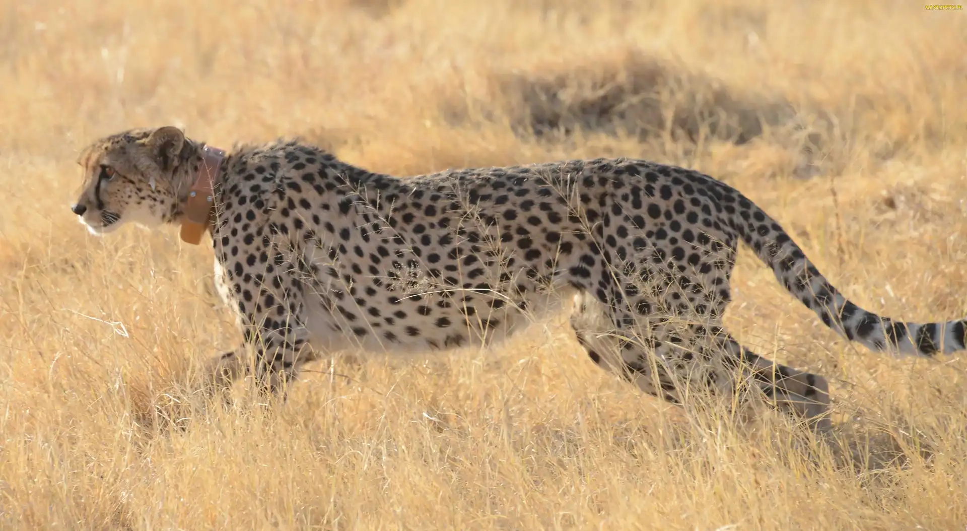 Trawa, Gepard