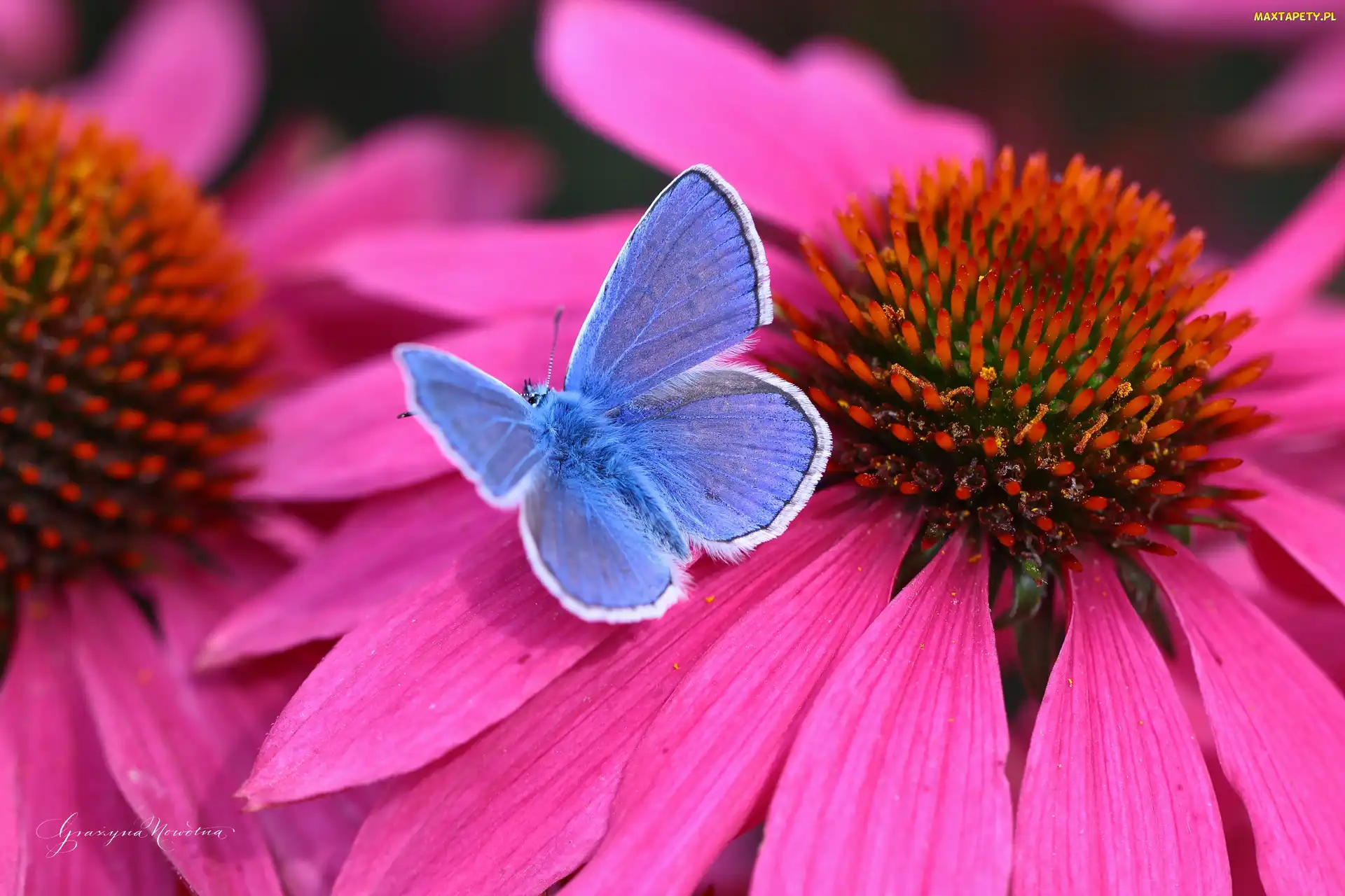 Kwiat, Jeżówka, Modraszek, Motyl