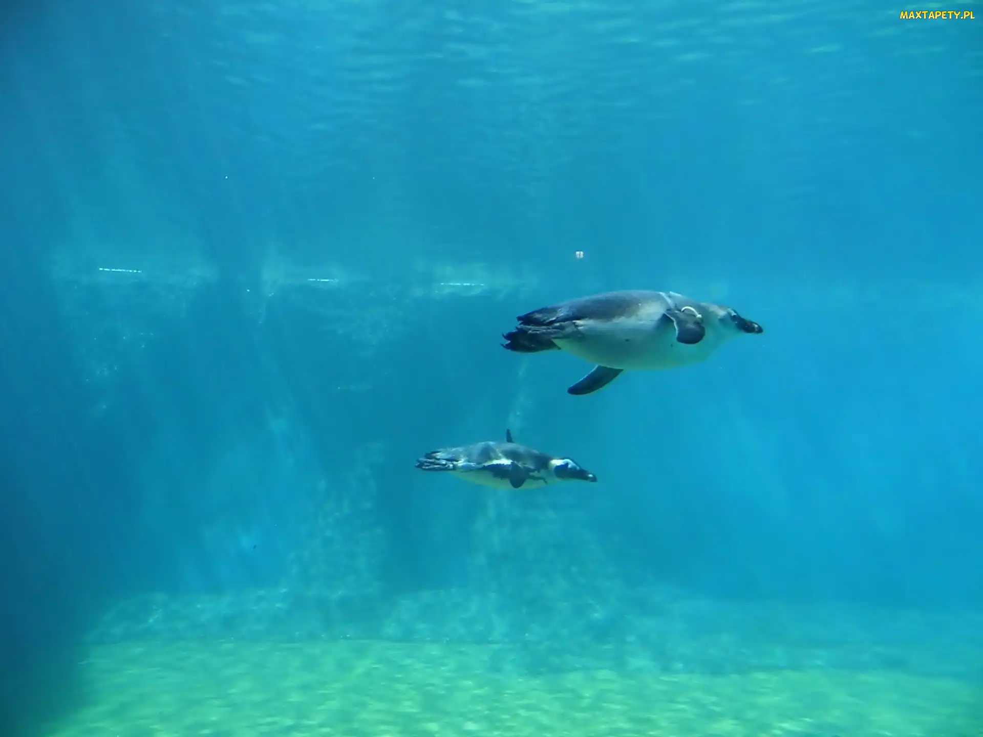 Pingwiny, Zoo, Woda, Pływające, Dwa