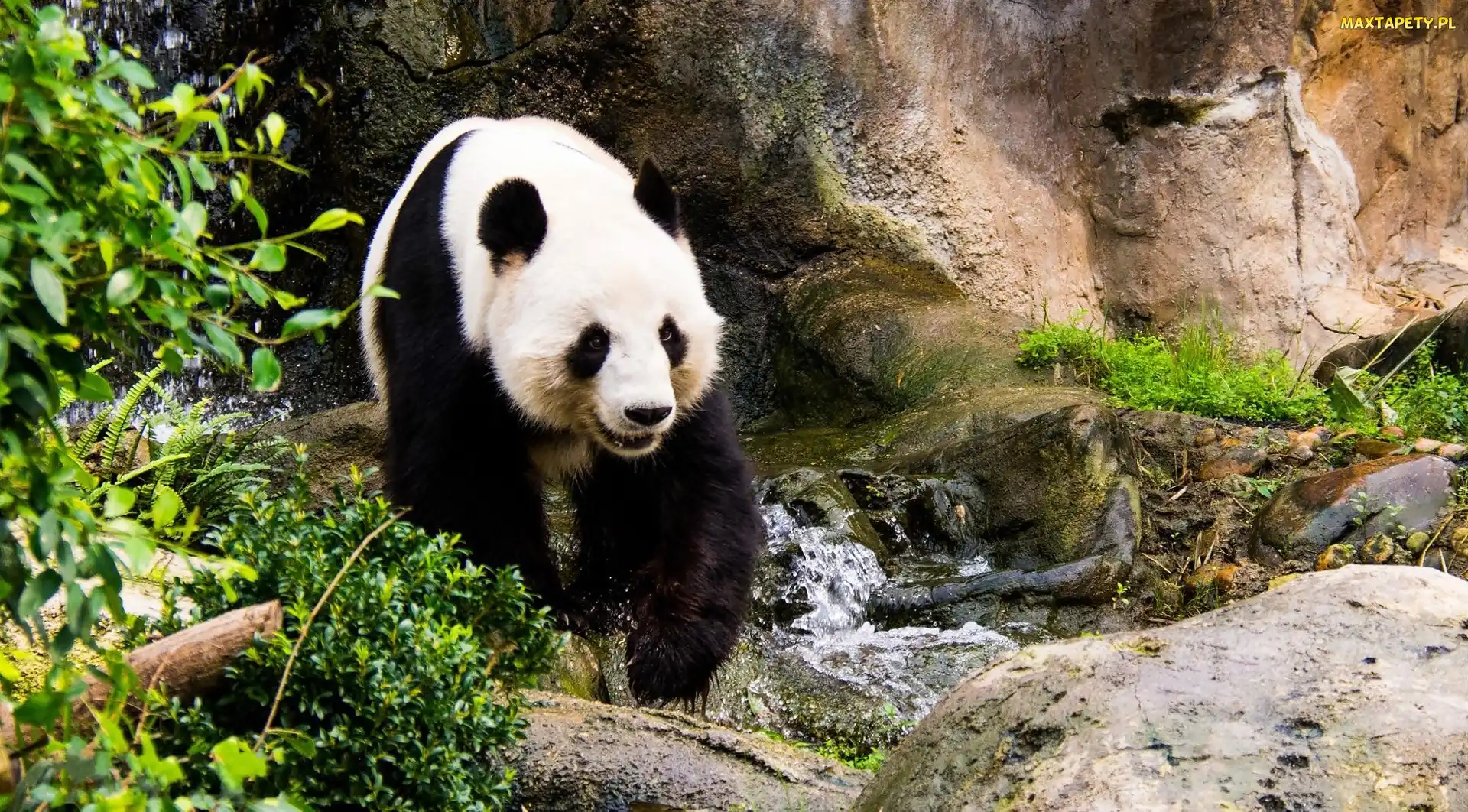 Skały, Krzewy, Panda, Potok