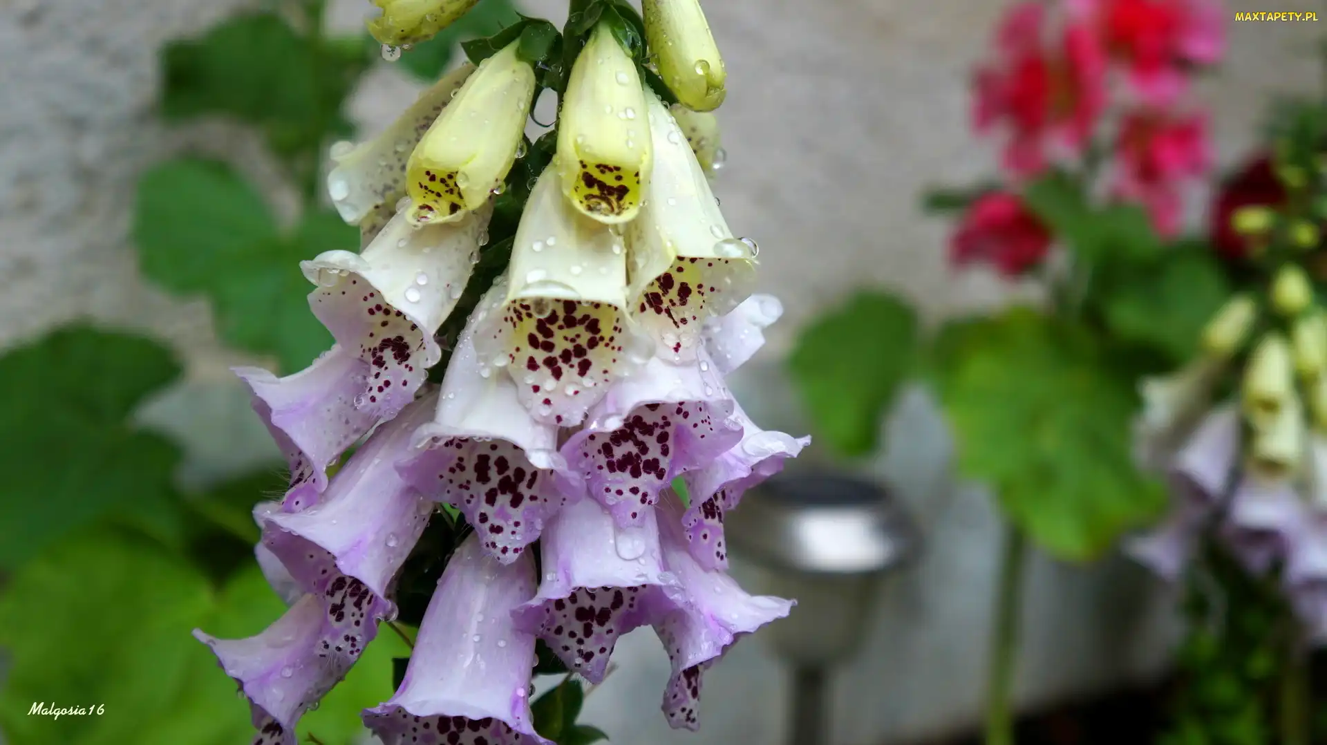 Krople, Rosa, Naparstnica purpurowa