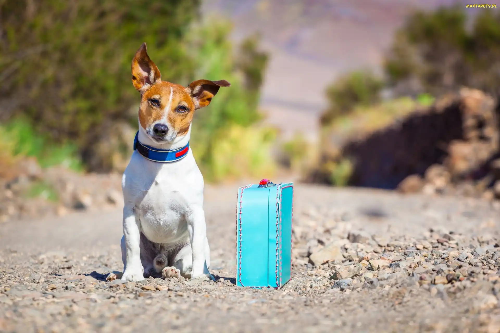 Droga, Walizka, Jack Russell, Pies, Terrier, Podróżnik