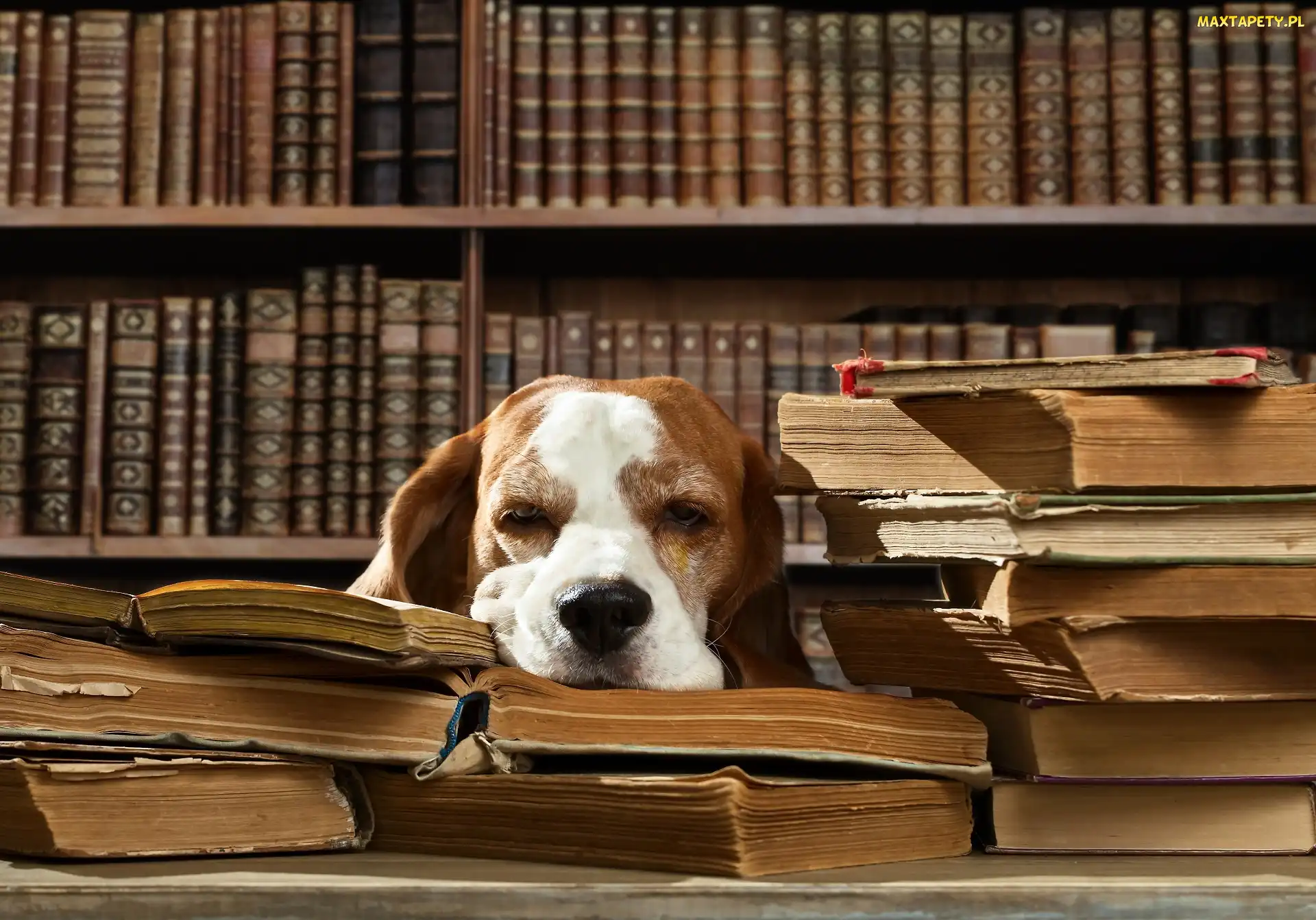 Pies, Śmieszne, Biblioteczka, Książki, Śpiący