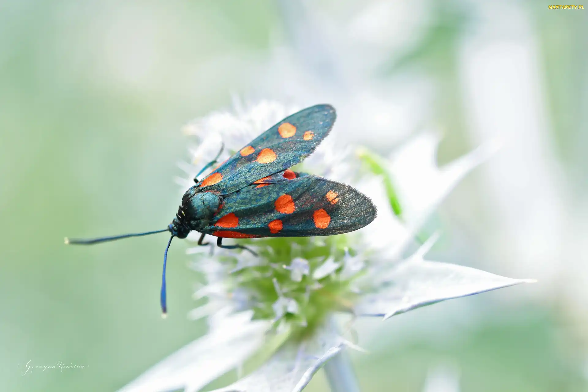 Motyl, Owad, Kraśnik Sześciokropek