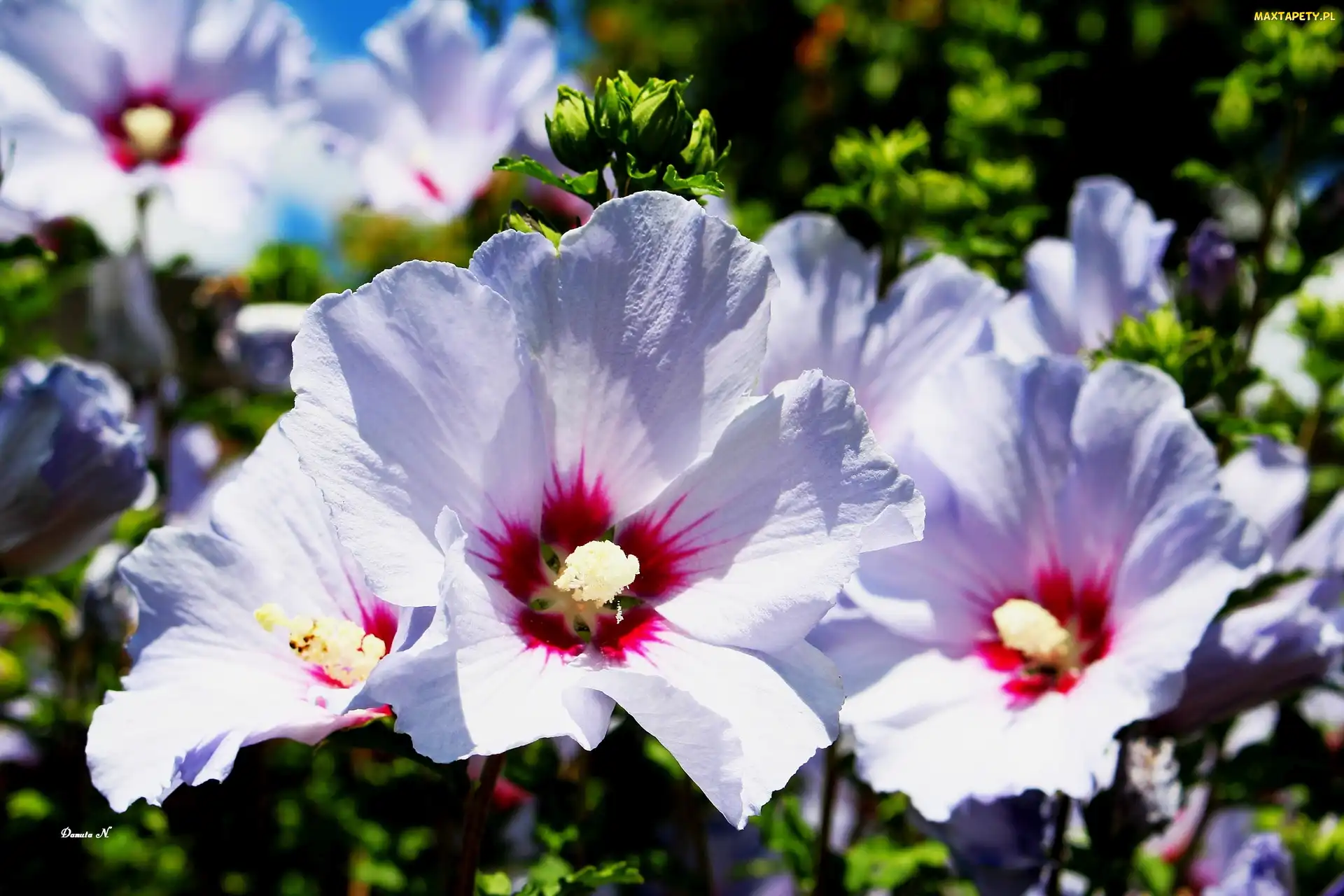 Pąki, Ogród, Hibiskus, Lato