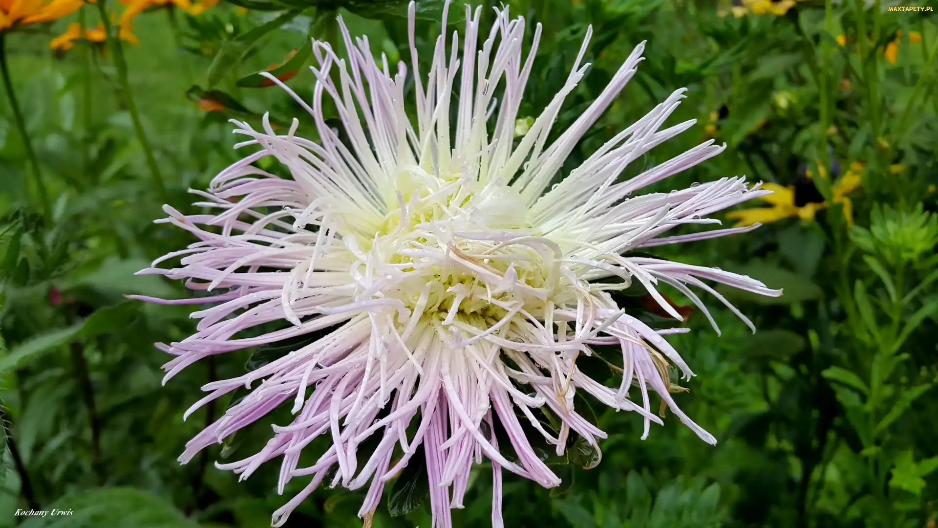 Fioletowy, Aster, Biało