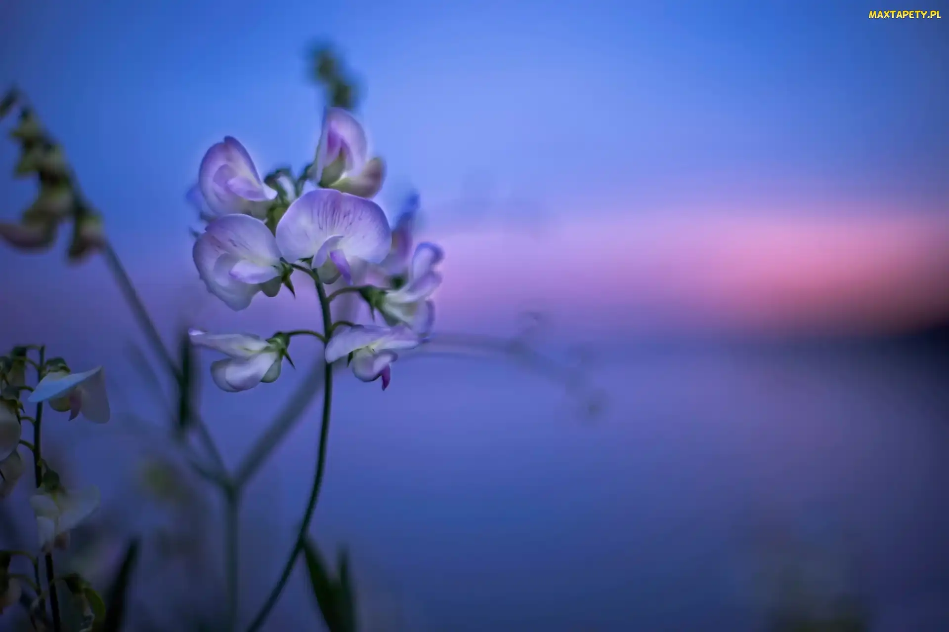 Pachnący groszek, Bokeh, Kwiatek