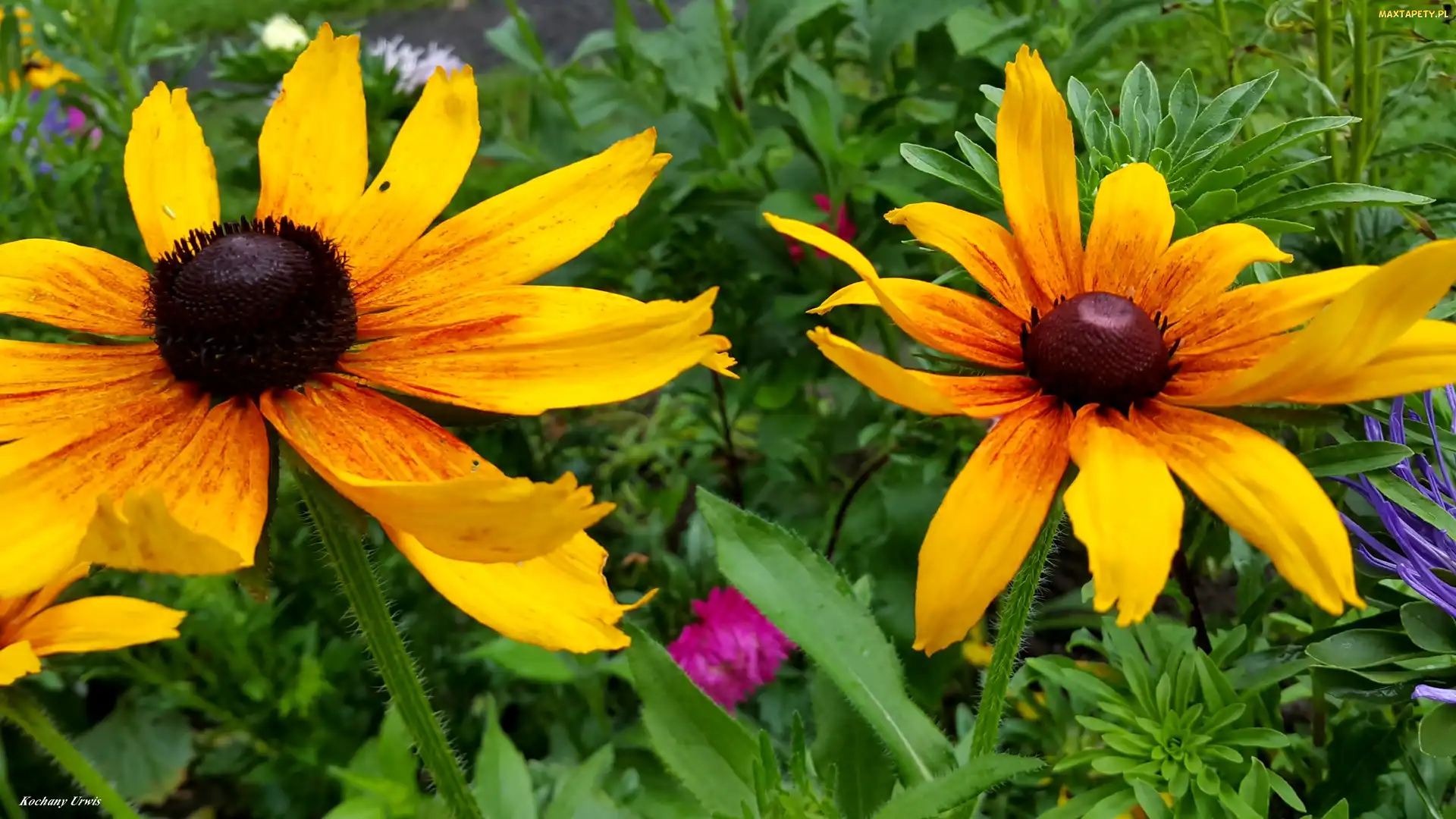 Rudbekia