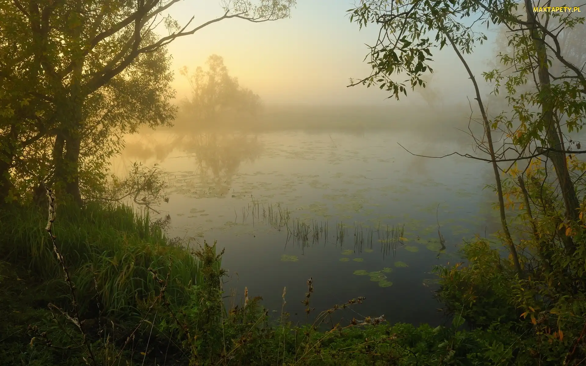 Mgła, Drzewa, Jezioro