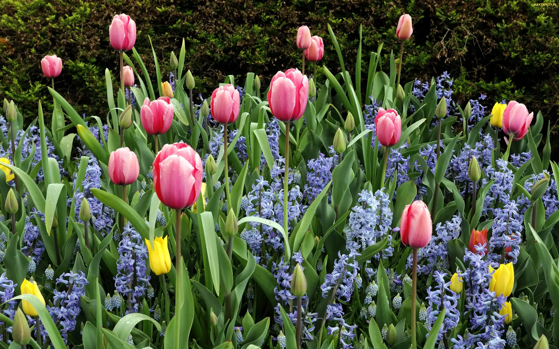 Hiacynty, Ogród, Tulipany