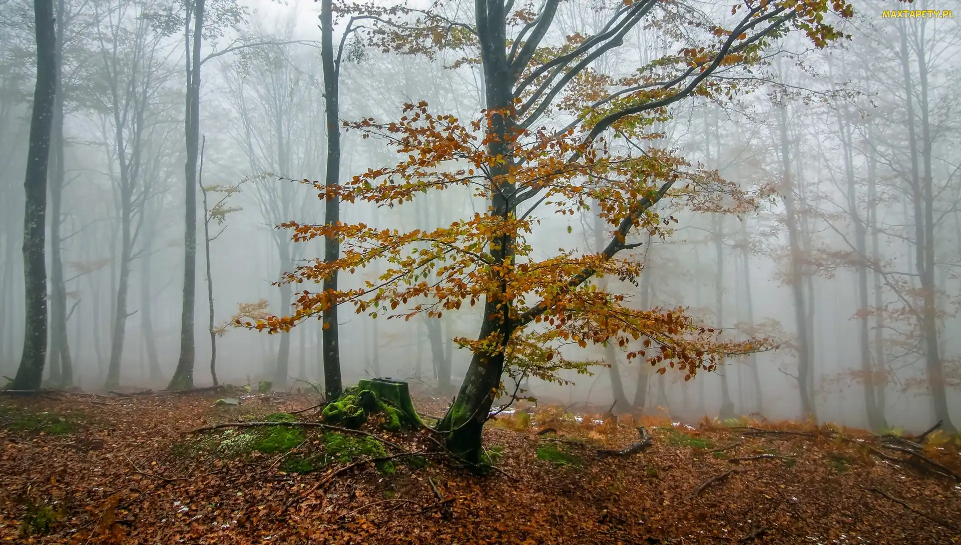Mgła, Jesień, Las