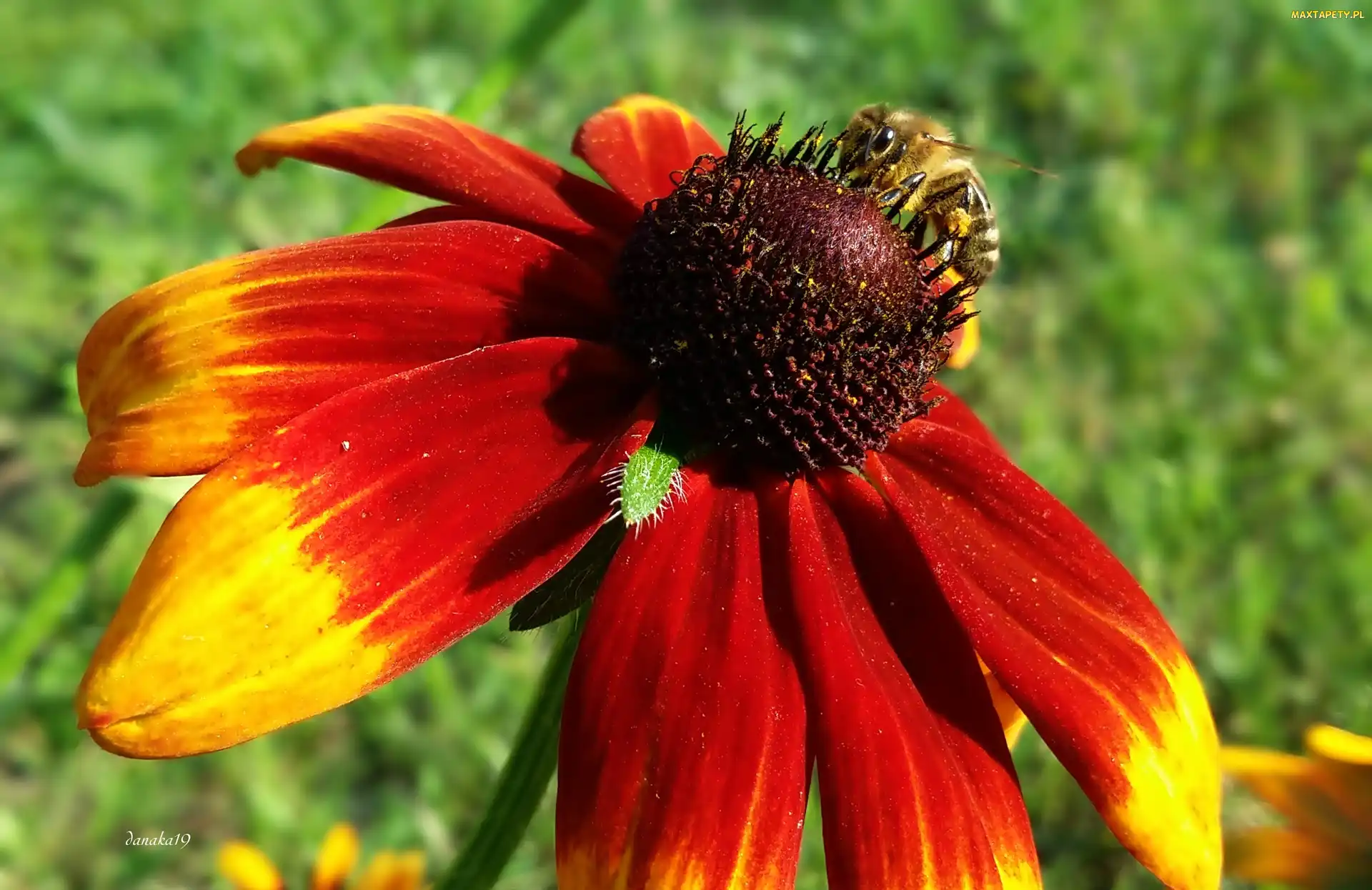 Pszczoła, Owad, Kwiat, Rudbekia
