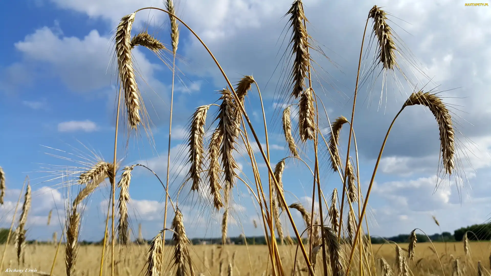 Kłosy, Pole, Niebo, Zboże
