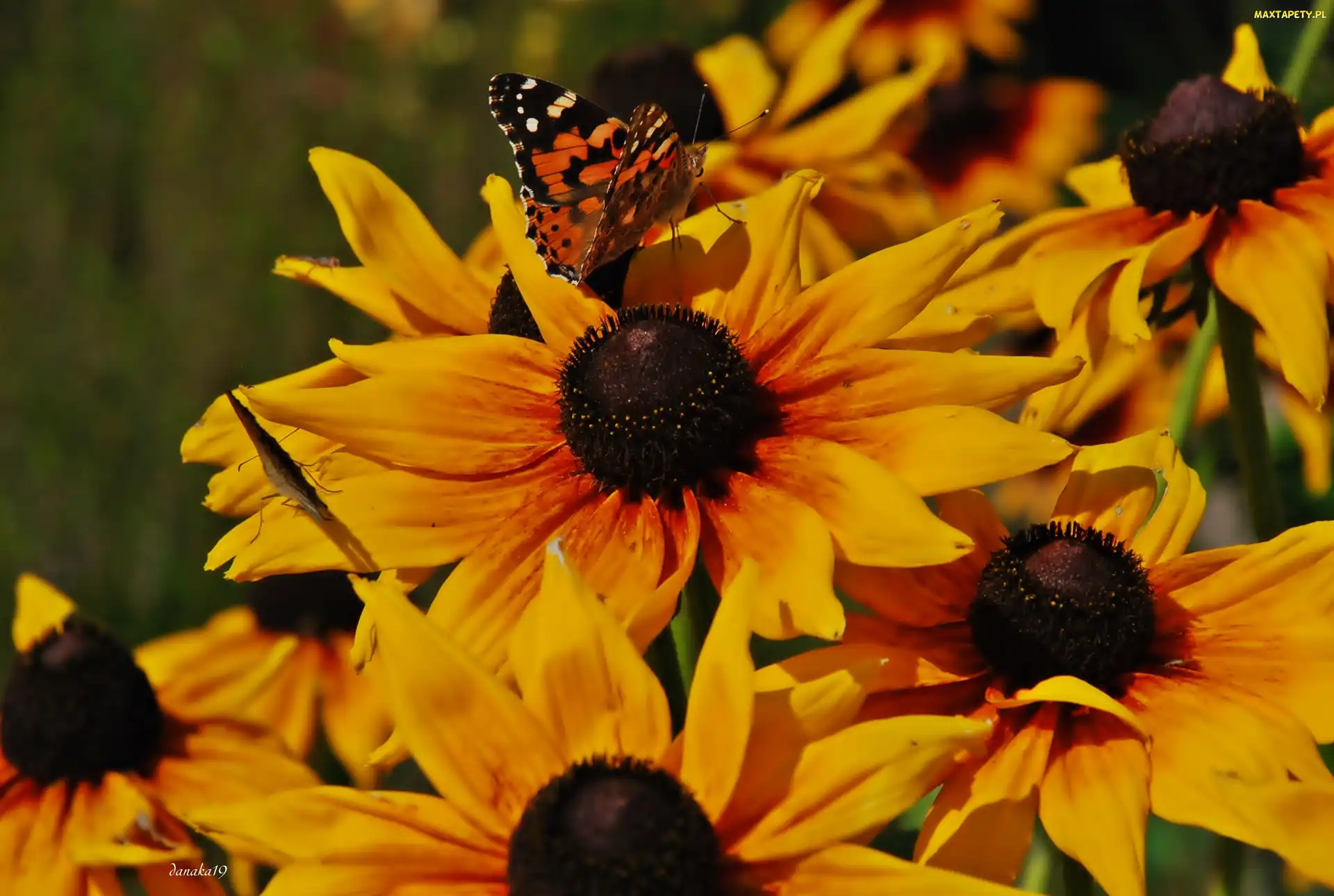 Rudbekie, Osetnik, Rusałka, Motyl, Kwiaty